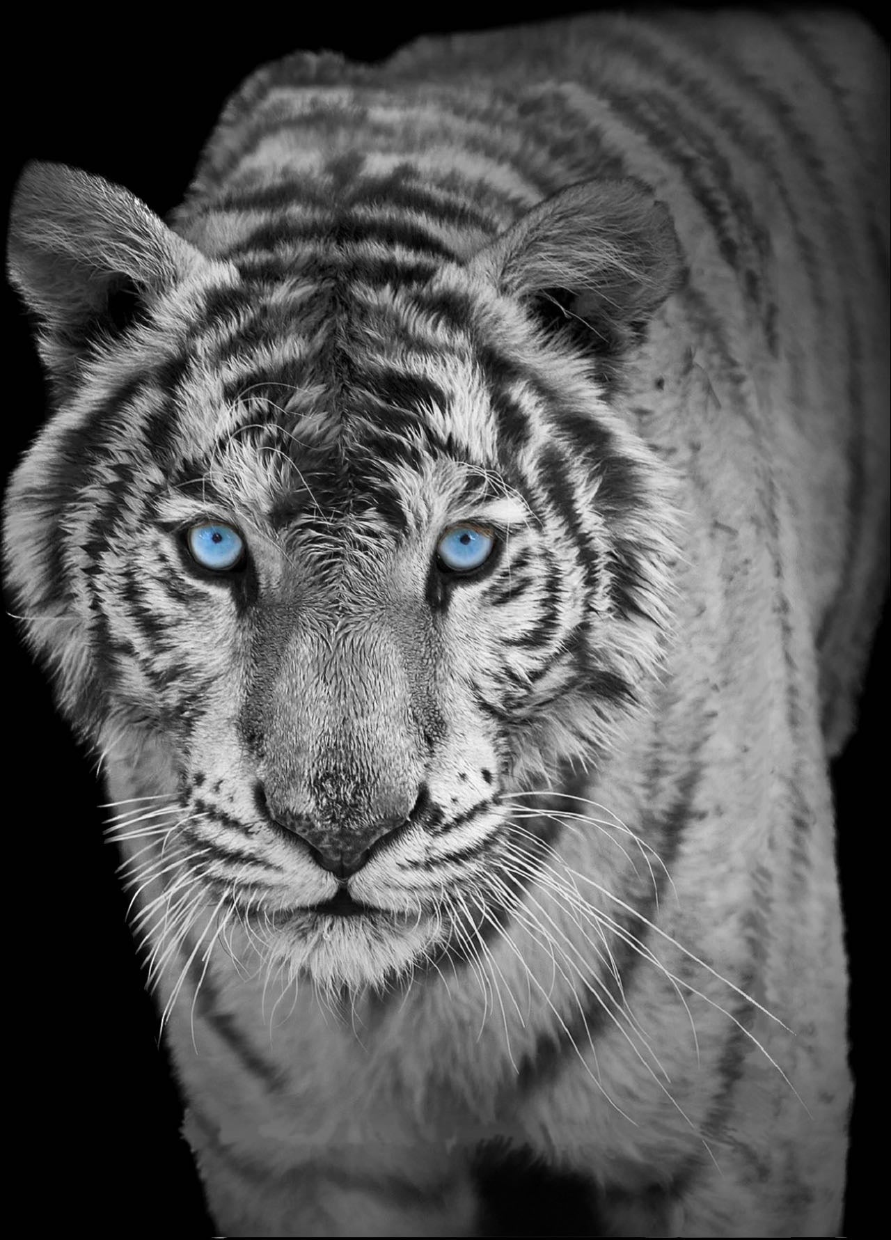 Gray Tiger Oversized Queen Cloudy Blanket