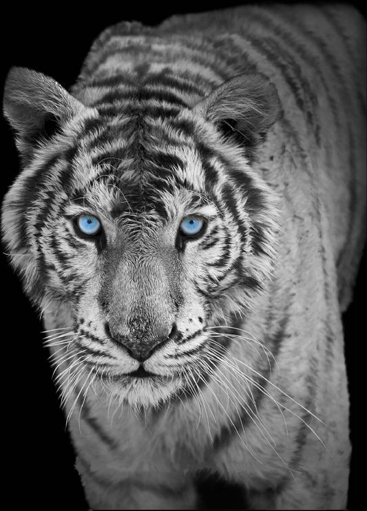 Gray Tiger Oversized Queen Cloudy Blanket