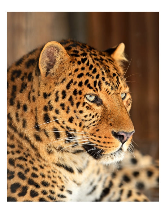 Leopard Oversized Queen Cloudy Blanket
